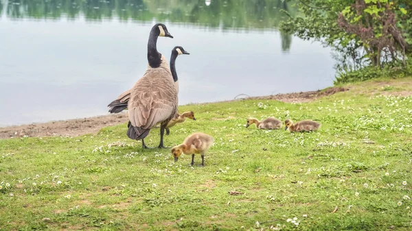 Kanadensiska gäss med gässlingar — Stockfoto