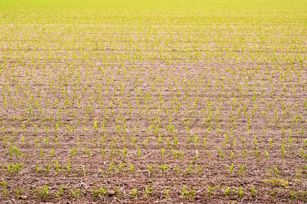 Sprouts field — Stock Photo, Image
