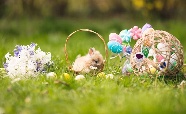 Roztomilý velikonoční zajíček — Stock fotografie