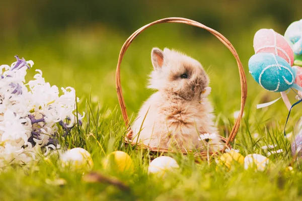 Roztomilý velikonoční zajíček — Stock fotografie