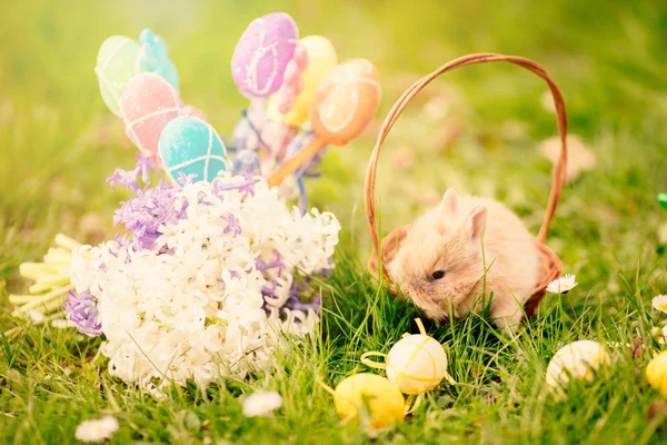 Cute Easter Bunny — Stock Photo, Image