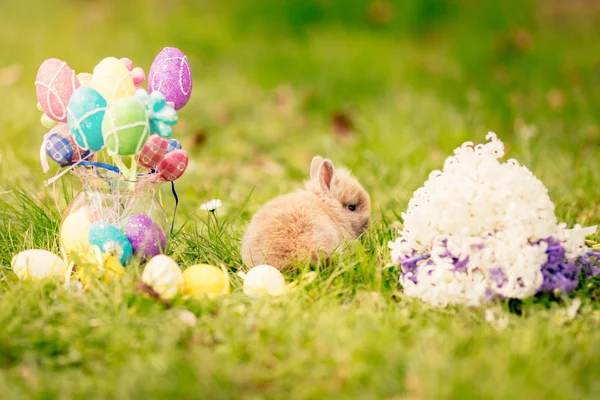 Lindo conejito de Pascua — Foto de Stock