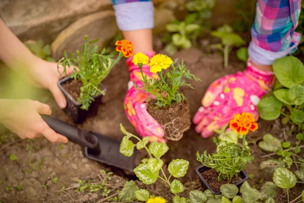 Mãos femininas plantando flores — Fotografia de Stock