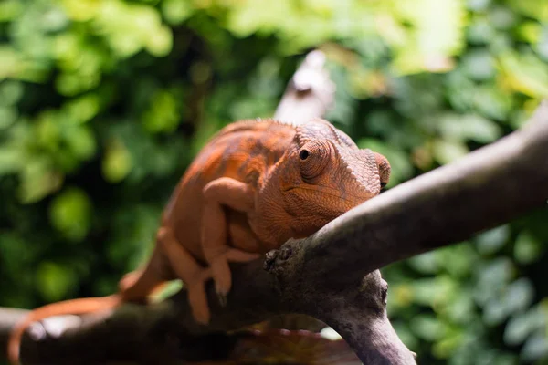 Orange chameleon sitting on plant — Stock Photo, Image