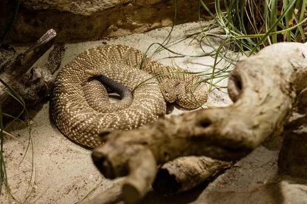 Rattlesnake laying coiled — Stock Photo, Image