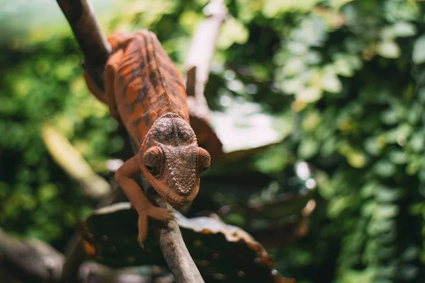 Orange chameleon sitting on plant — Stock Photo, Image