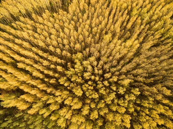 가을철 나무 — 스톡 사진