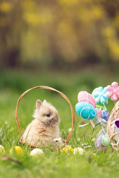 Söta lilla kaninen sitter — Stockfoto