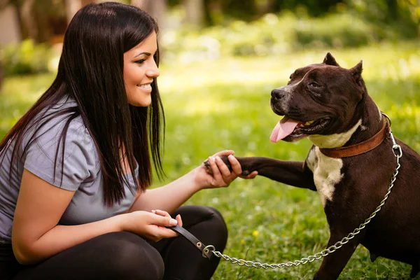 Anjing Terrier Lucu Stafford Memberikan Cakar Pada Seorang Gadis Muda — Stok Foto