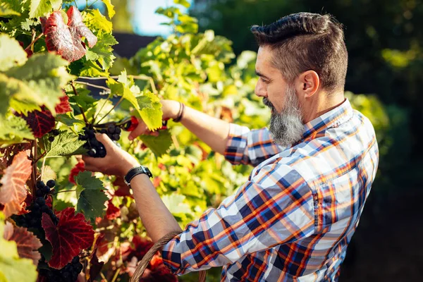 Yakışıklı winemaker kesme üzümlere güneşli bir gün bir bağ.