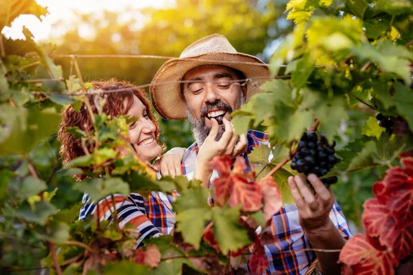 Bir üzüm bağı çift kesme üzümlere gülümseyen güzel. Onlar siyah tatlı üzüm tatma ve eğleniyor. Kopya alanı.