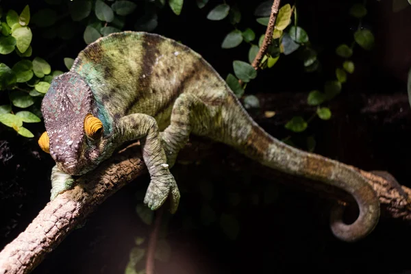 Zelený Chameleon Sedí Stonku Rostlin Zoo — Stock fotografie