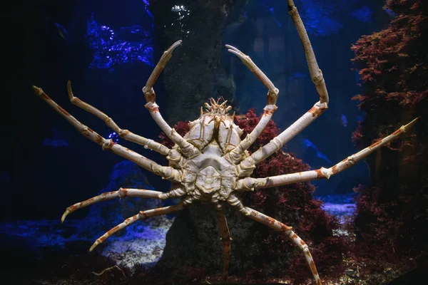 Aranha Marinha Gigante Aquário Zoológico — Fotografia de Stock