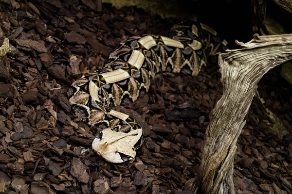 Bitis Gabonica Slihter Terrarium Zoo — Photo