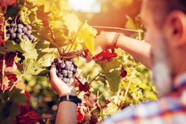 Arkadan görünüş winemaker kesme üzüm, üzüm bağı