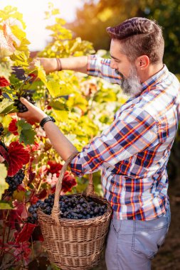 Sakallı winemaker kesme üzüm, üzüm bağı