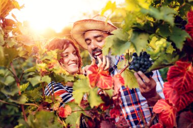 Olgun çift eğlenceli ve kesme üzüm mahzeninde sahip