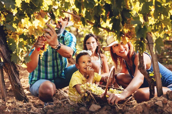 Семейный урожай винограда — стоковое фото