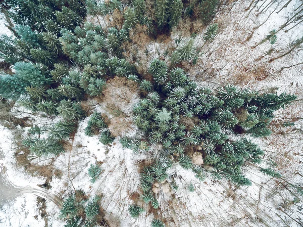 Vista Aérea Pinheiros Cercados Por Neve Parque Selvagem — Fotografia de Stock