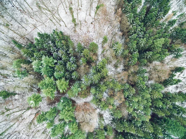공원에 눈으로 둘러싸인 소나무의 — 스톡 사진