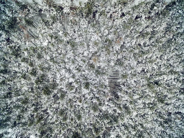 野生公園で雪に覆われた裸林の空撮 — ストック写真