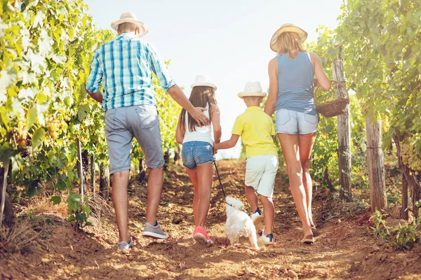 年轻的微笑家庭散步和在葡萄园的乐趣 — 图库照片