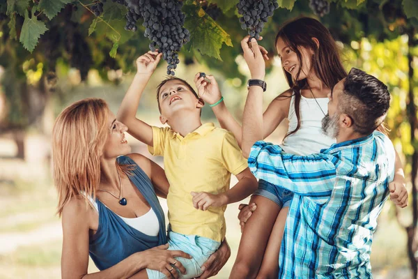 Young Smiling Family Having Fun Vineyard — Stock Photo, Image