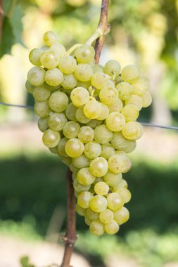 Üzüm hasat önce olgun Mller-Turgau üzüm