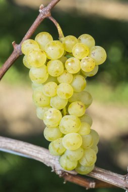 Üzüm hasat önce olgun Muskat-Ottonel üzüm