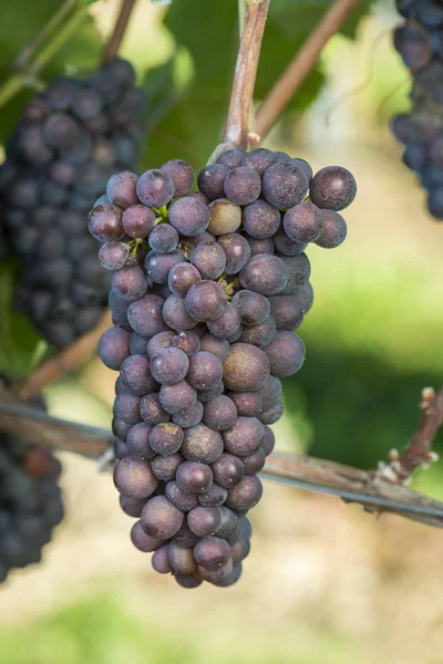 Uva de uva madura de Pinot Gris en el viñedo antes de la cosecha — Foto de Stock