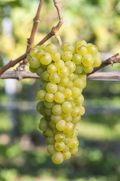 Zralé Pinot Blanc hroznů na vinici před sklizní — Stock fotografie