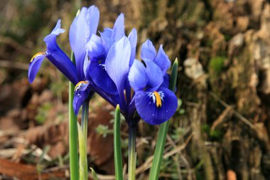 Iris reticulata habercisi baharın