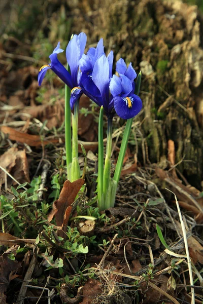 Iris reticulata albinger — стоковое фото