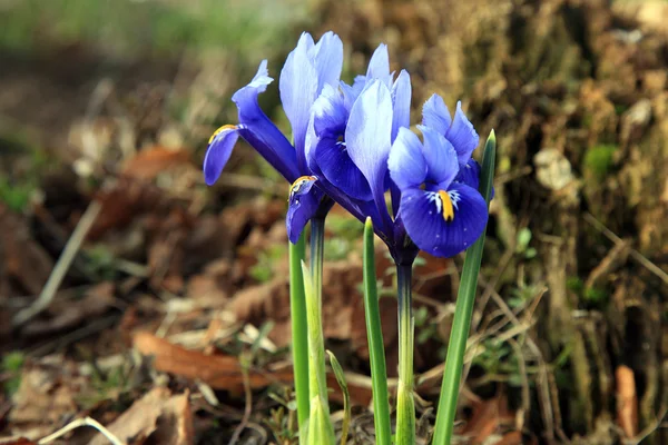 Iris reticulata harbinger