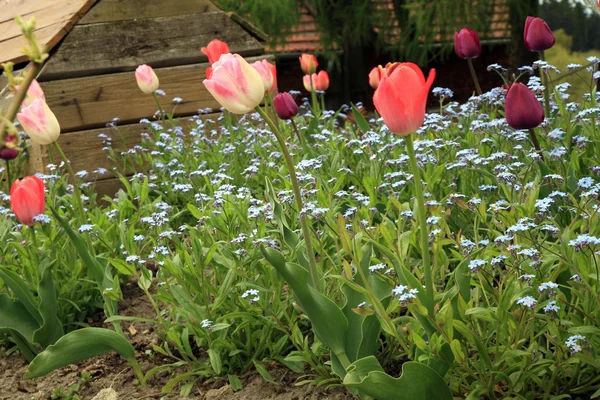 Myosotis azul chamado esquecer-me-não e tulipas Foxtrot florescendo no jardim na Polônia . — Fotografia de Stock