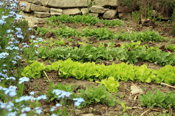 Young lettuce in garden — Stock Photo, Image