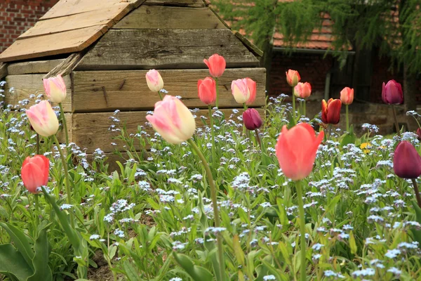 Macizo de flores con tulipanes rosados y olvidarme-no, poca profundidad de campo —  Fotos de Stock