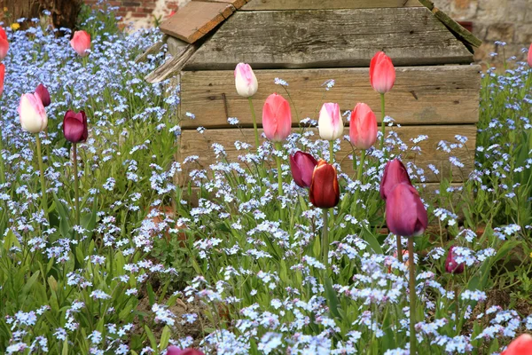 Macizo de flores con tulipanes rosados y olvidarme-no, poca profundidad de campo — Foto de Stock