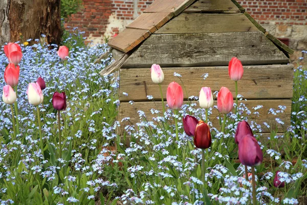 Flowerbed with pink tulips and forget-me-not, shallow depth of field — Stock Photo, Image