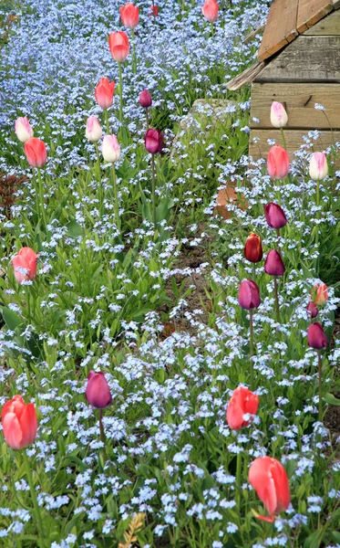 Flowerbed pembe laleler ve unutma, sığ derinlik-in tarla — Stok fotoğraf