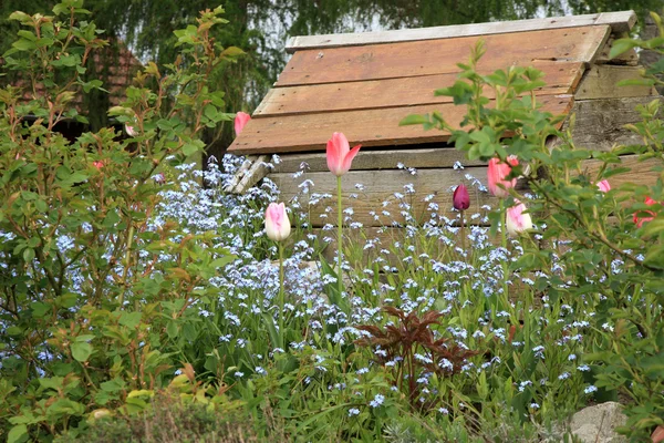 Macizo de flores con tulipanes rosados y olvidarme-no, poca profundidad de campo —  Fotos de Stock