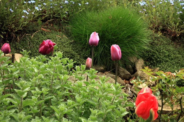 Záhonu s růžové tulipány a Pomněnka — Stock fotografie