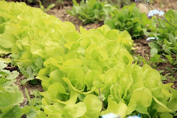 Lechuga joven en jardín casero ecológico . — Foto de Stock