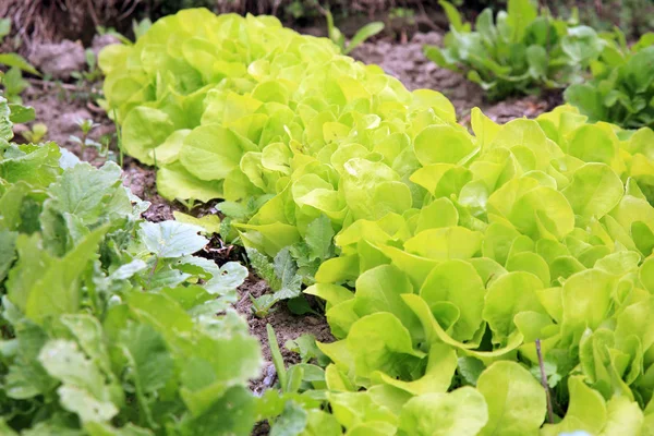 Lechuga joven en jardín casero ecológico . — Foto de Stock