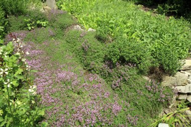 breckland kekik, kekik