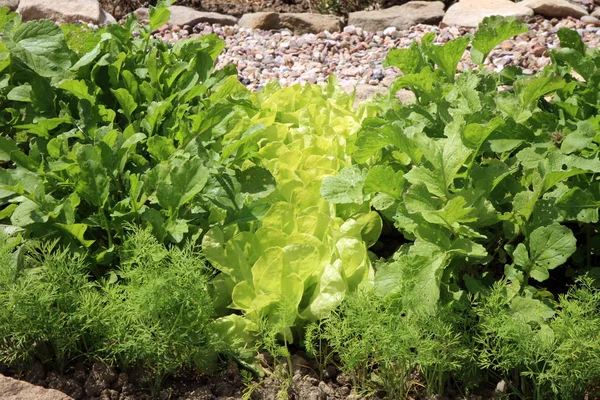 Lechuga de mantequilla ecológica, rábano y eneldo — Foto de Stock