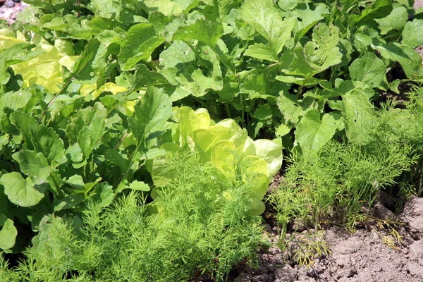 Lechuga de mantequilla ecológica, rábano y eneldo — Foto de Stock