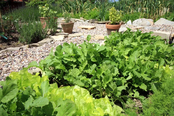 Jardín rural ecológico — Foto de Stock