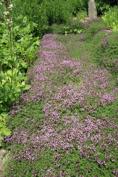 Breckland thyme, wild thyme — Stock Photo, Image