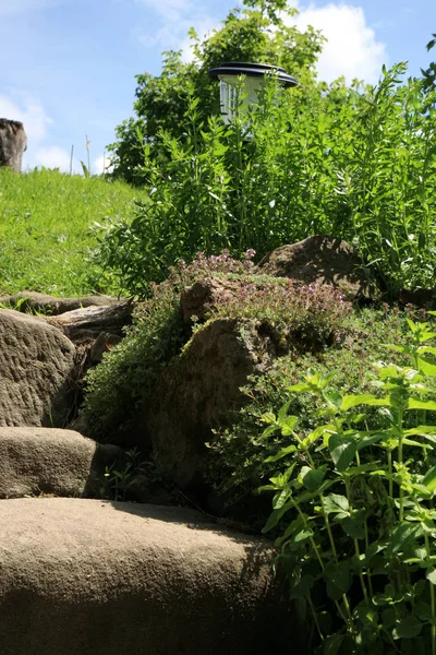 Садовая композиция со старыми лестницами из песчаника и ароматическими травами . — стоковое фото